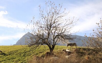 Comunanze agrarie e cooperative di comunità per sostenere e rilanciare le aree interne