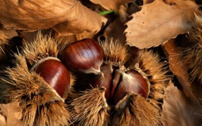 Castagne e marroni: raccolta in calo nel Piceno. Ma la qualità resta alta