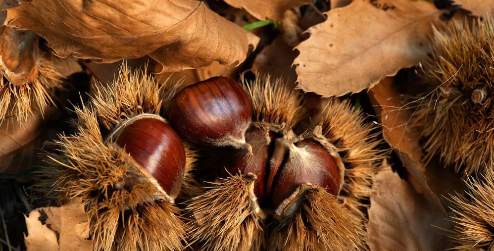 marroni e castagne Piceno